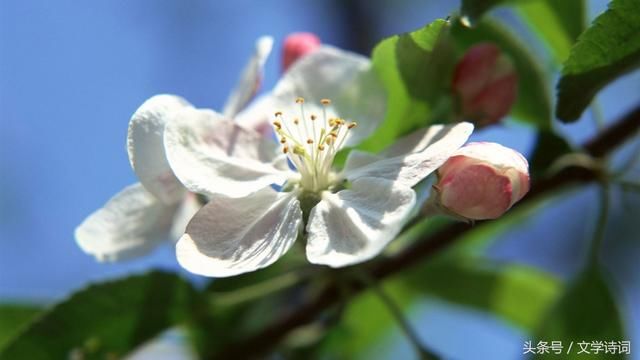 千树万树梨花开 36首含有梨花的诗句,一起欣赏