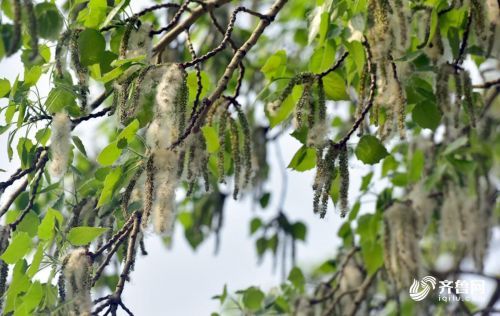 楊絮柳絮滿天飛 