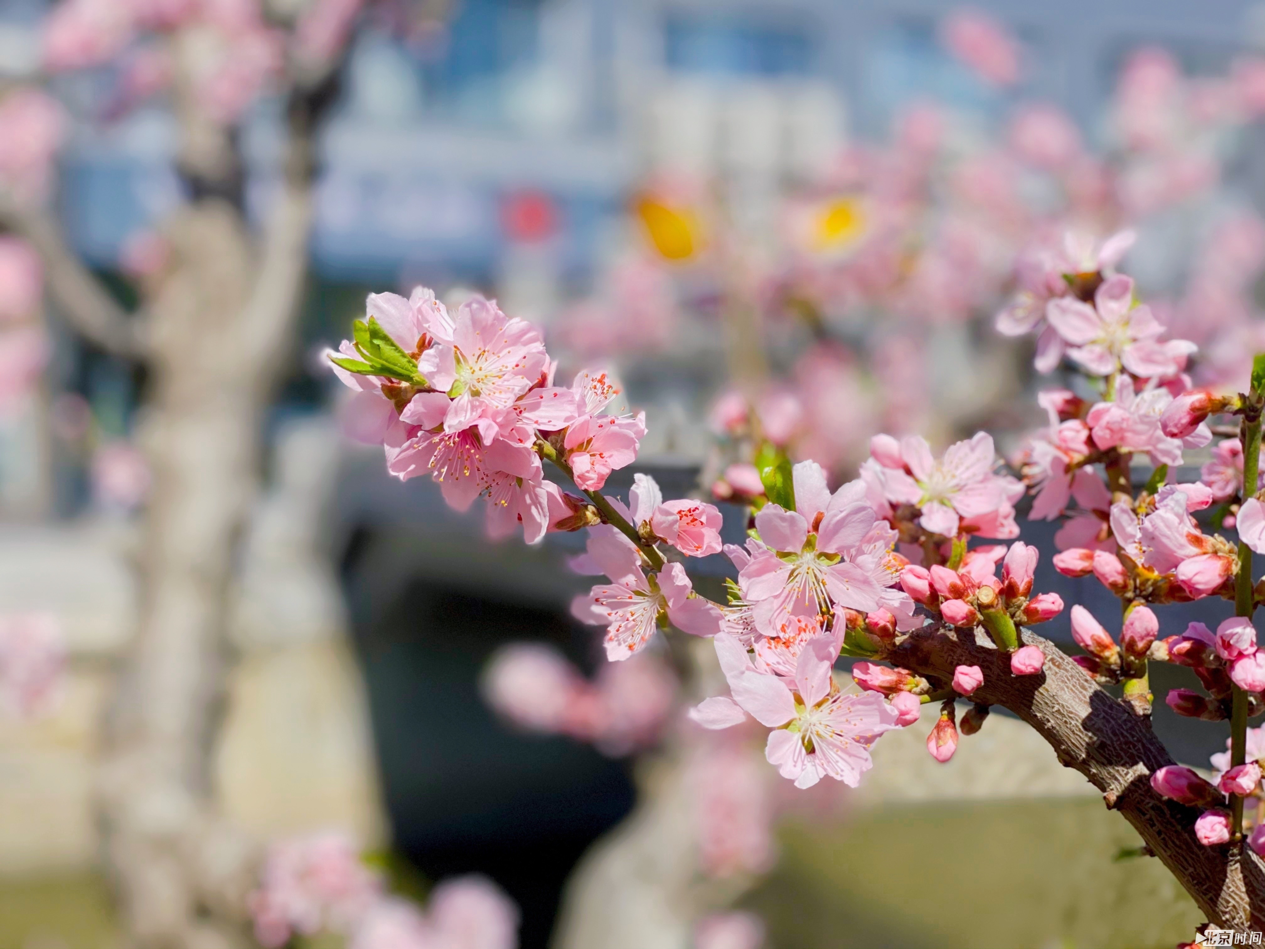 春日“大片”来自北京时间网友 @Sisi 李铮