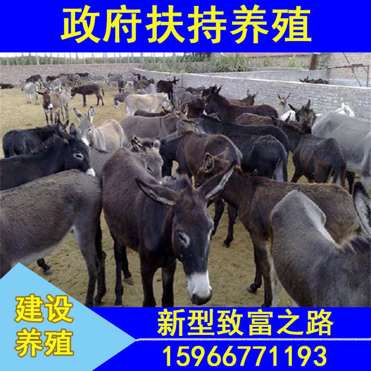 肉驴价格驴苗多少钱一头以及肉驴养殖前景与利润 肉驴价格驴苗多少钱一头以及肉驴养殖前景与利润