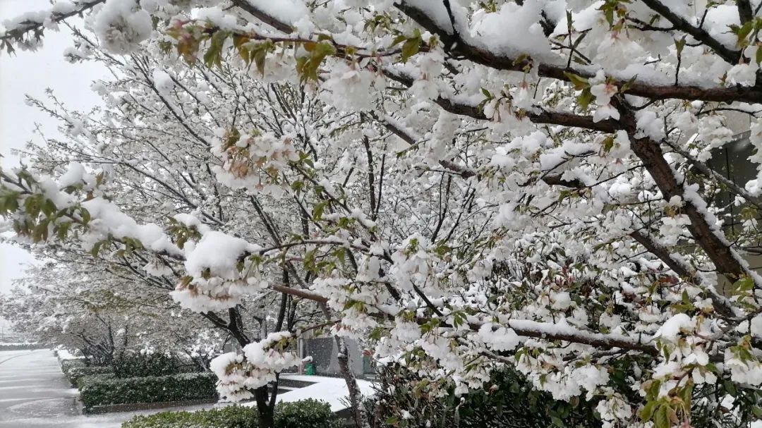 桃花雪、雷打雪突袭河南等省,这到底意味着什么? 桃花雪、雷打雪突袭河南等省,这到底意味着什么?