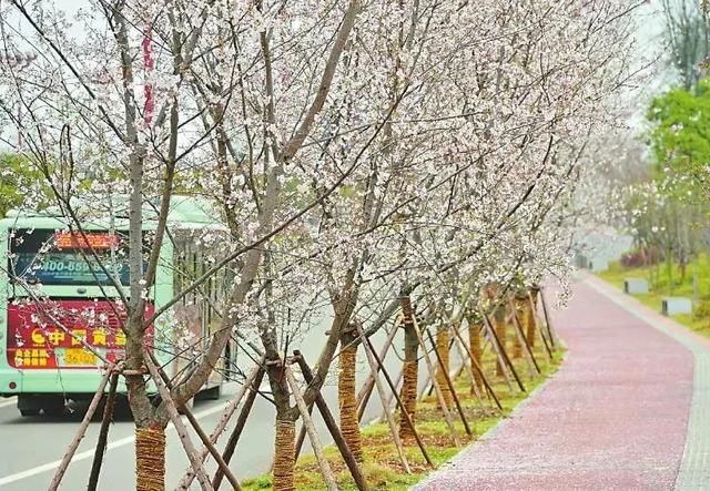 樱花满开的季节,来眉山追一场浪漫樱吹雪~(内