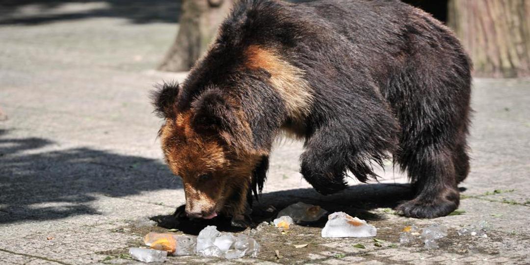 游客乱投喂 要了动物的命