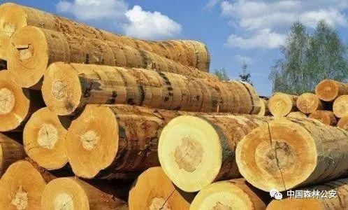 大案要案 | 亮剑扬警威!吉林省最大非法收购盗伐