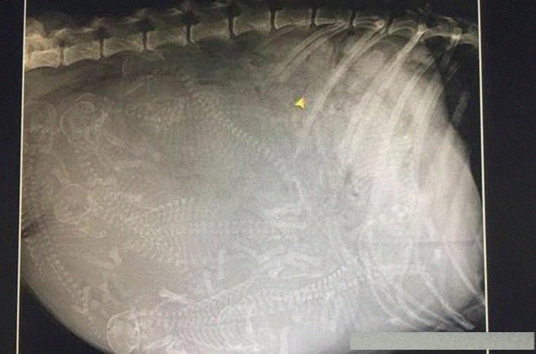 哈士奇怀孕后带它去医院拍片子,我和医生都楞