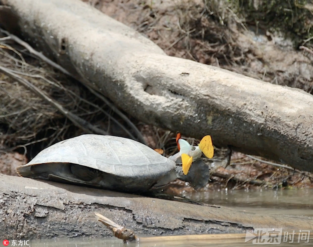 亚马逊蝴蝶饮用乌龟眼泪 吸收盐分帮助繁殖 亚马逊蝴蝶饮用乌龟眼泪 吸收盐分帮助繁殖
