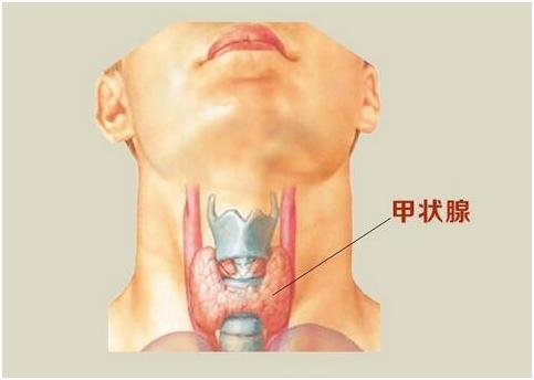 人体甲状腺在哪个位置图片
