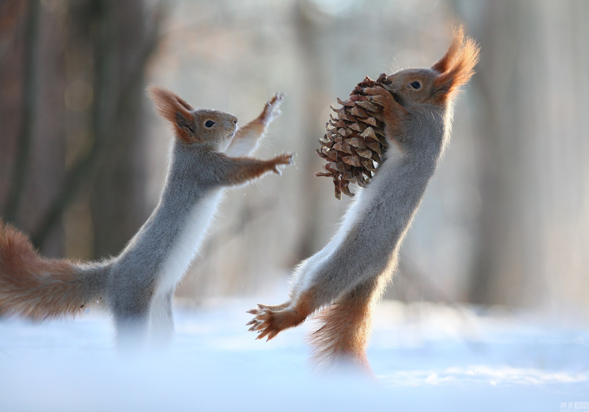 2016年3月3日消息(具体拍摄时间不详),一只红松鼠在雪地里发现了一个