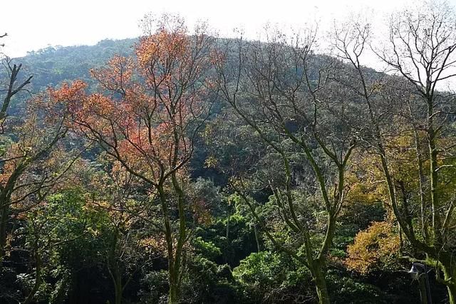 E-mount入门旅游镜首选!索尼E 18-135mm F3