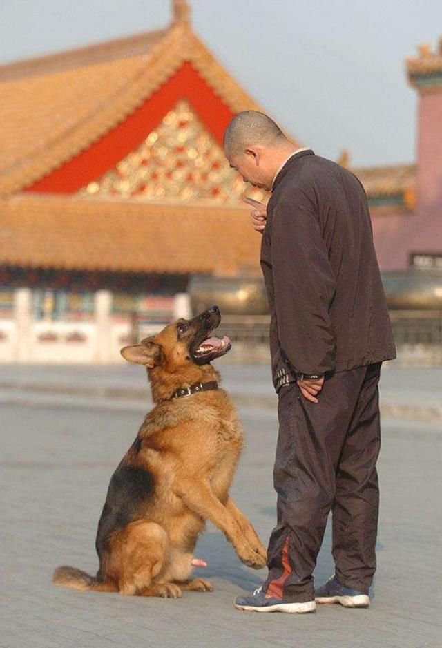 故宫最辛劳的执勤员工:大内御犬和皇家御猫!