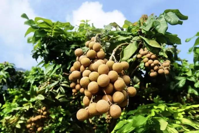 桂圆熟啦!宜宾周边这5个地方可以摘桂圆，约起约起~