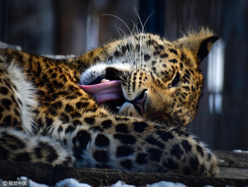 俄罗斯动物园西伯利亚虎亮相 狂野性感又迷人