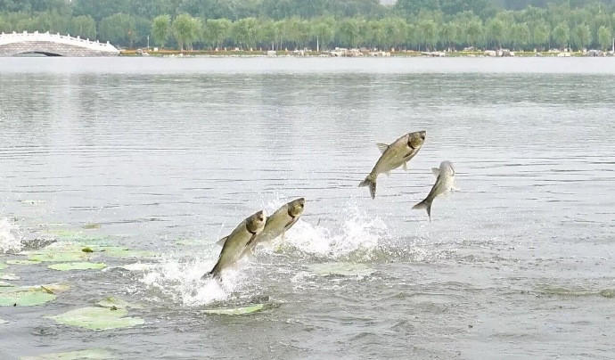 “鱼跃龙门”奇景。