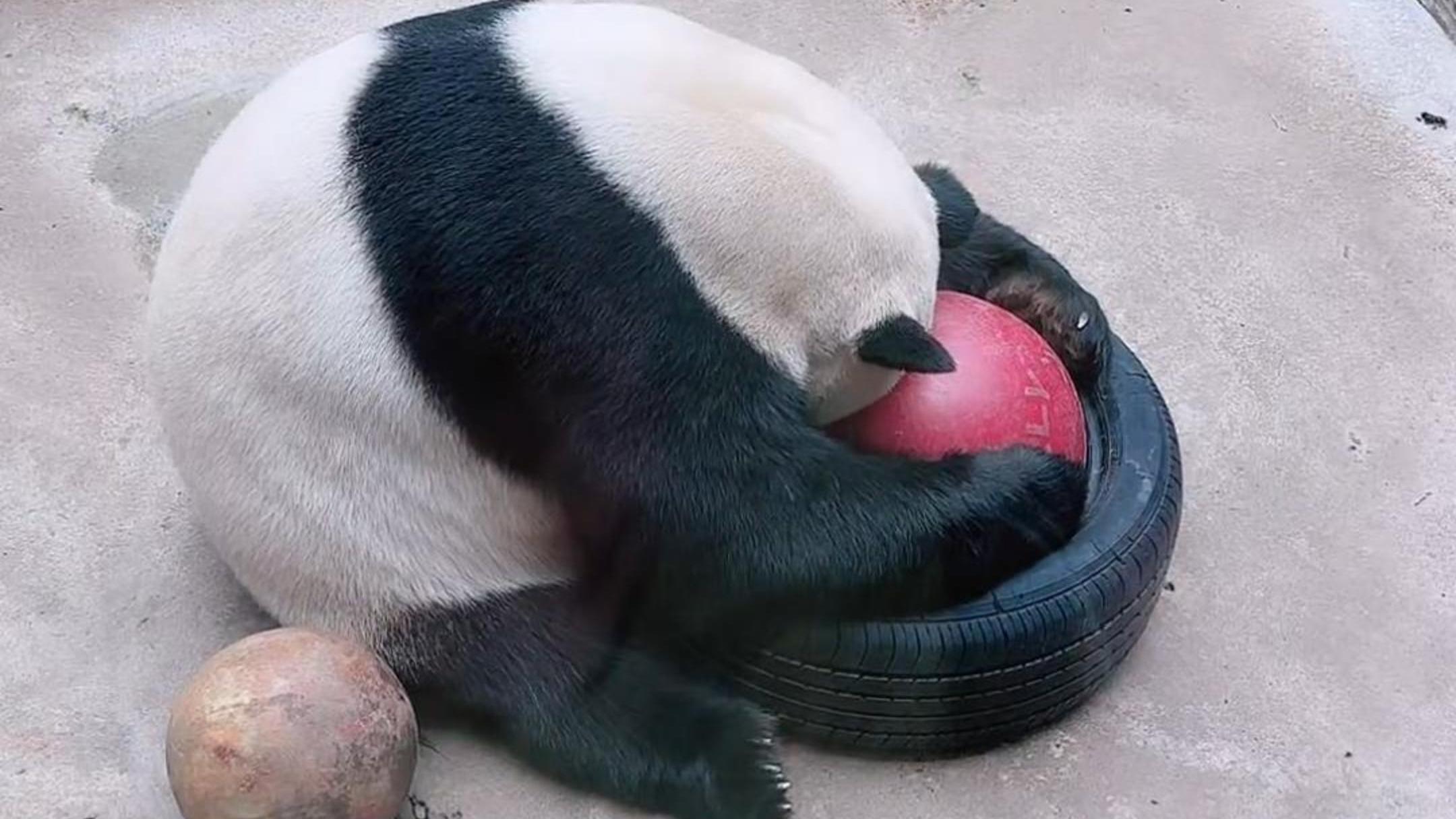 大熊猫每天要睡多久？为何大熊猫如此懒惰？