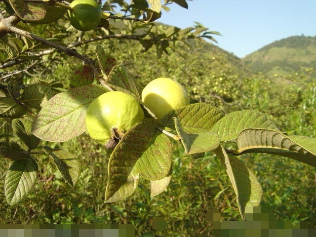 常用这种叶子煮水喝,血糖唰唰降到正常值,再也