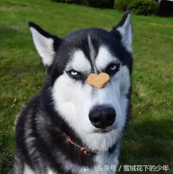 表情帝哈士奇走红网络,人家只靠摆臭脸,还救了女主人