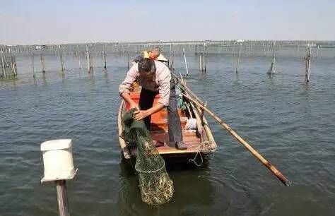 阳澄湖大闸蟹有何套路？市面多为“洗澡蟹”