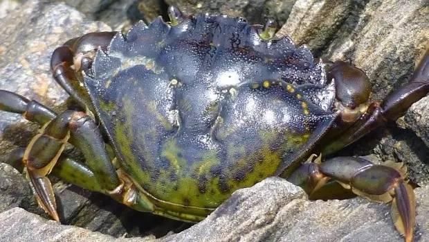 澳洲小龙虾,加拿大螃蟹,美国鲤鱼,中国吃货要救