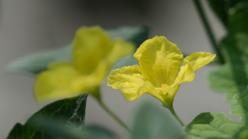 求财顺利,外债可清,运势一飞冲天,未来一个月财