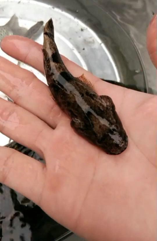 原来,这是一条沙塘鳢,又叫鲨虎鱼,痴古呆子,杭州上海叫土布鱼