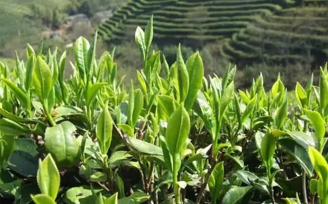 倒计时1天!攀枝花清明踏春出游路线出炉,采茶