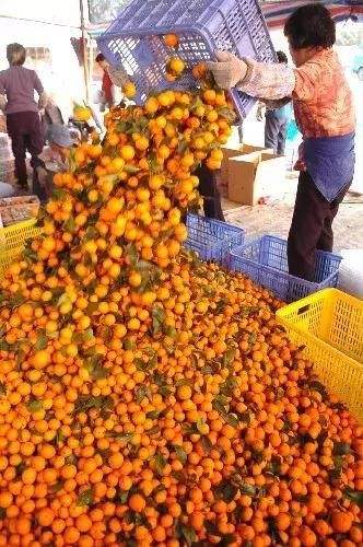 沃柑OR沙糖橘,谁才是未来柑橘市场主力