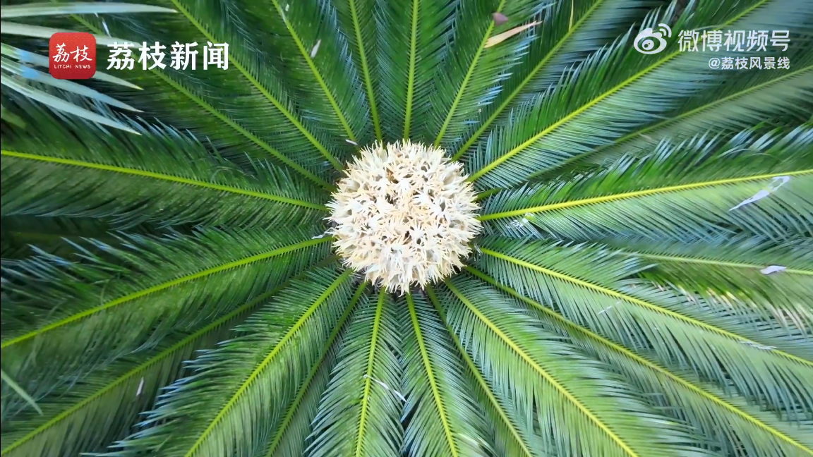 千年苏铁王！南宁1360岁铁树开花