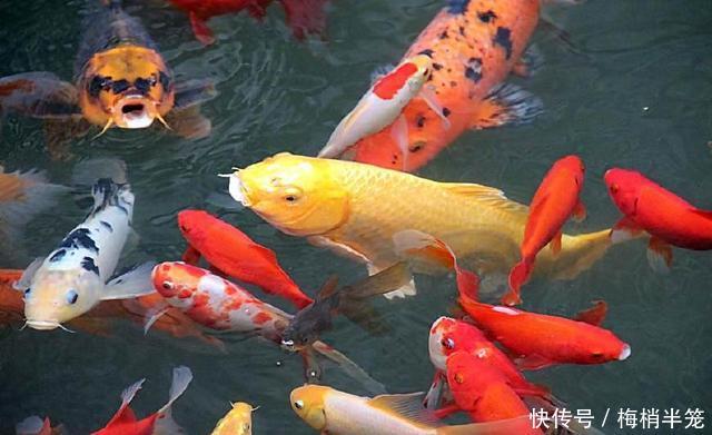 家里养什么动物好这五个不止好养还能招财转运