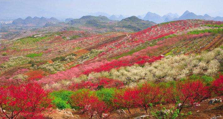 恭城桃花节地点:西岭乡大岭山桃园