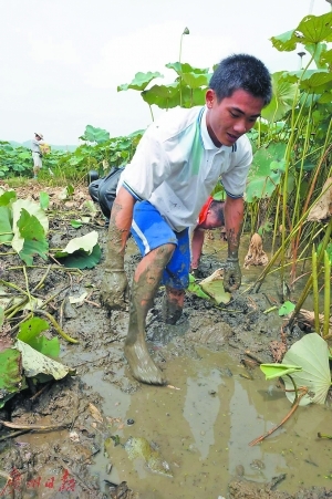 男孩10岁扛起5口之家 群众相助三千斤莲藕售罄
