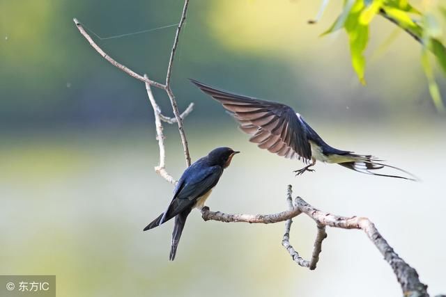 春风杨柳 杏花春雨 诗人笔下的江南只是诗吗?