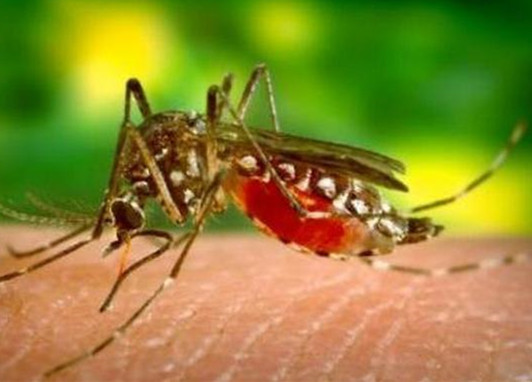 蚊子怕什么颜色 原来这种颜色蚊子避之不及 蚊子怕什么颜色 原来这种颜色蚊子避之不及