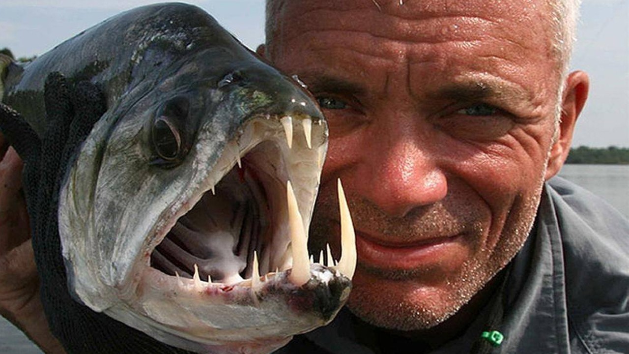 巴西黑水河现新型食人鱼, 警告男性游客勿在河中游泳!