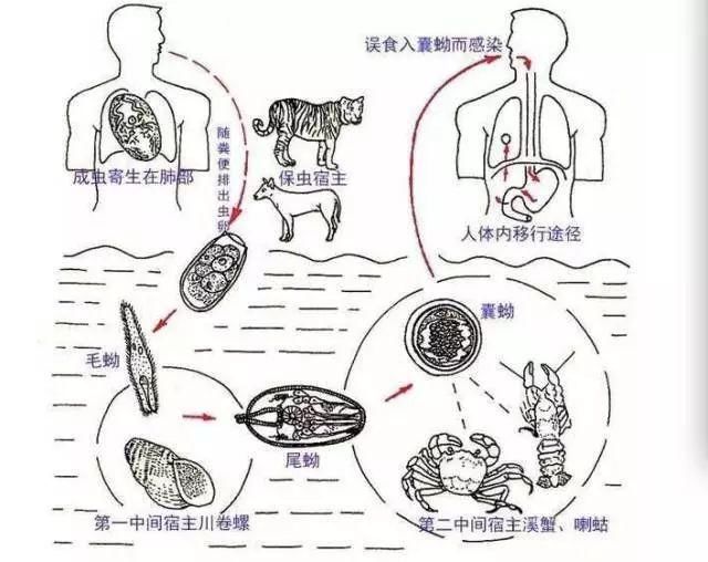 这种美味宁波人超爱,最近却连续有人因它感染寄生虫!