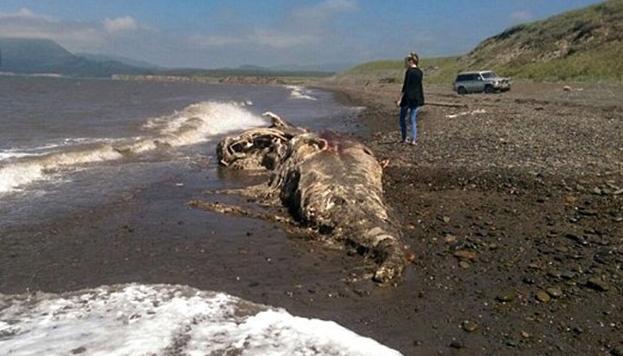 探寻核辐射世界中的八大变异生物 探寻核辐射世界中的八大变异生物