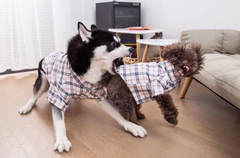 主人怕哈士奇拆家,于是找来泰迪陪伴,结果二哈