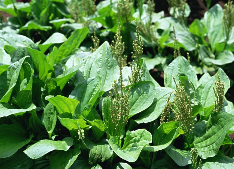 田边上的野菜"猪耳朵",关键时刻也许能救你一命