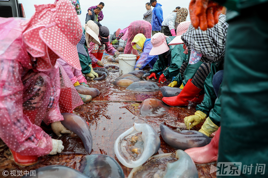 2018年7月8日,辽宁丹东。海蜇捕捞季。椅圈镇一海水养殖区,渔民对海蜇进行“扒衣”。