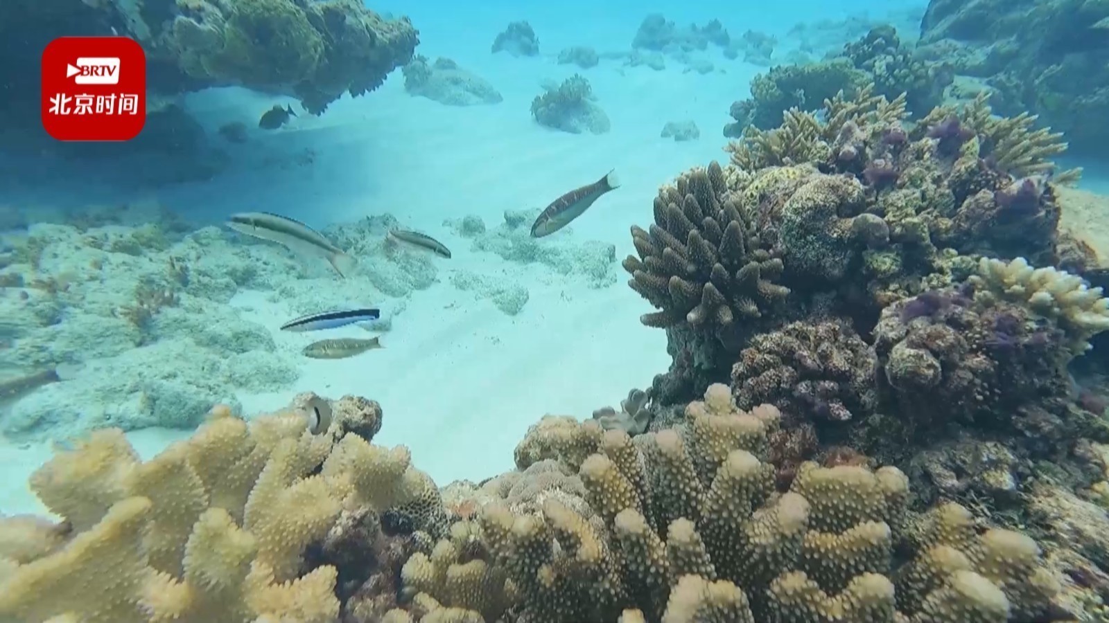 中国女科学家用20年在海底种下超12万株珊瑚