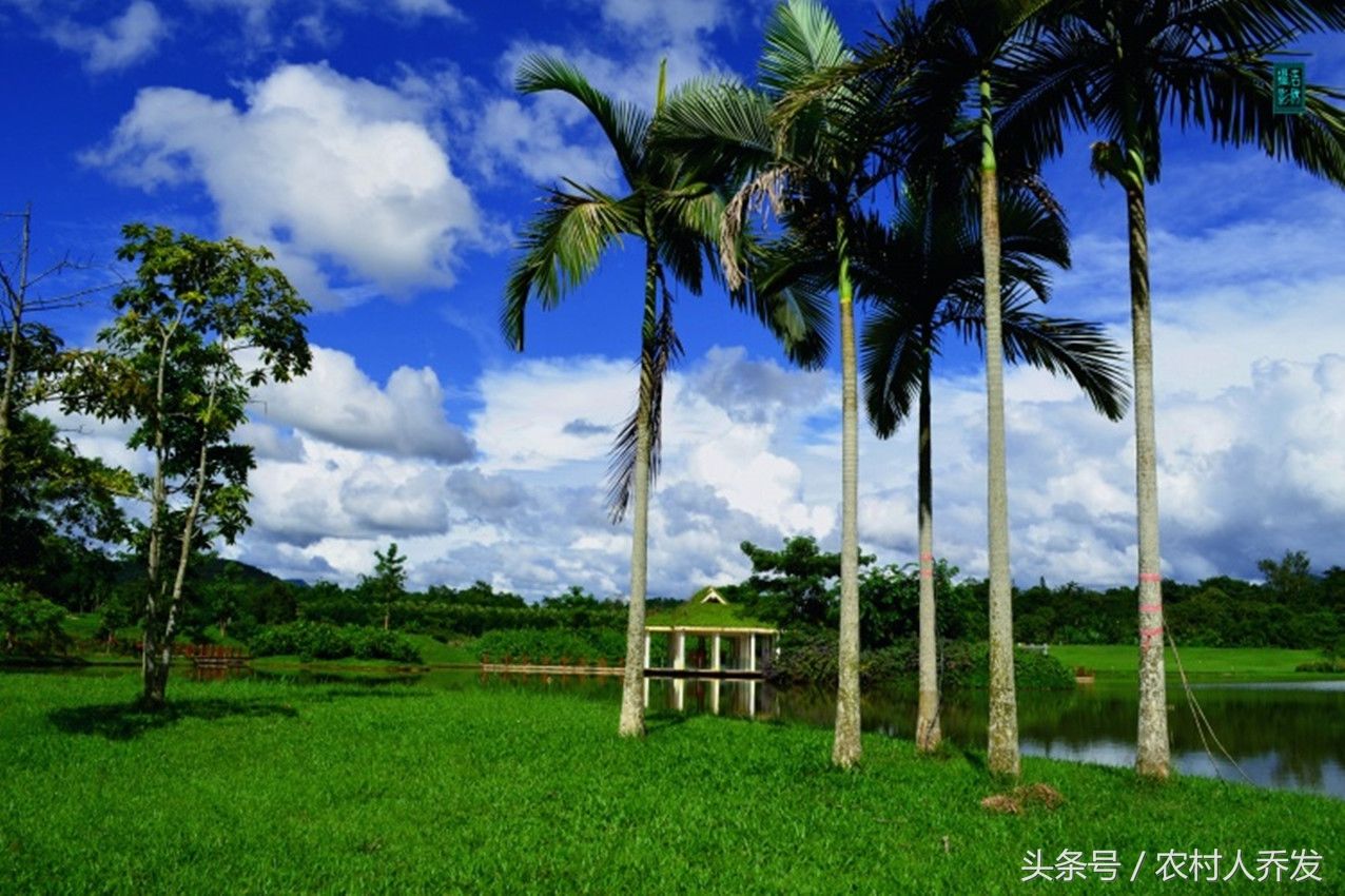 美丽的西双版纳,留不住我的爸爸,上海那么大,有