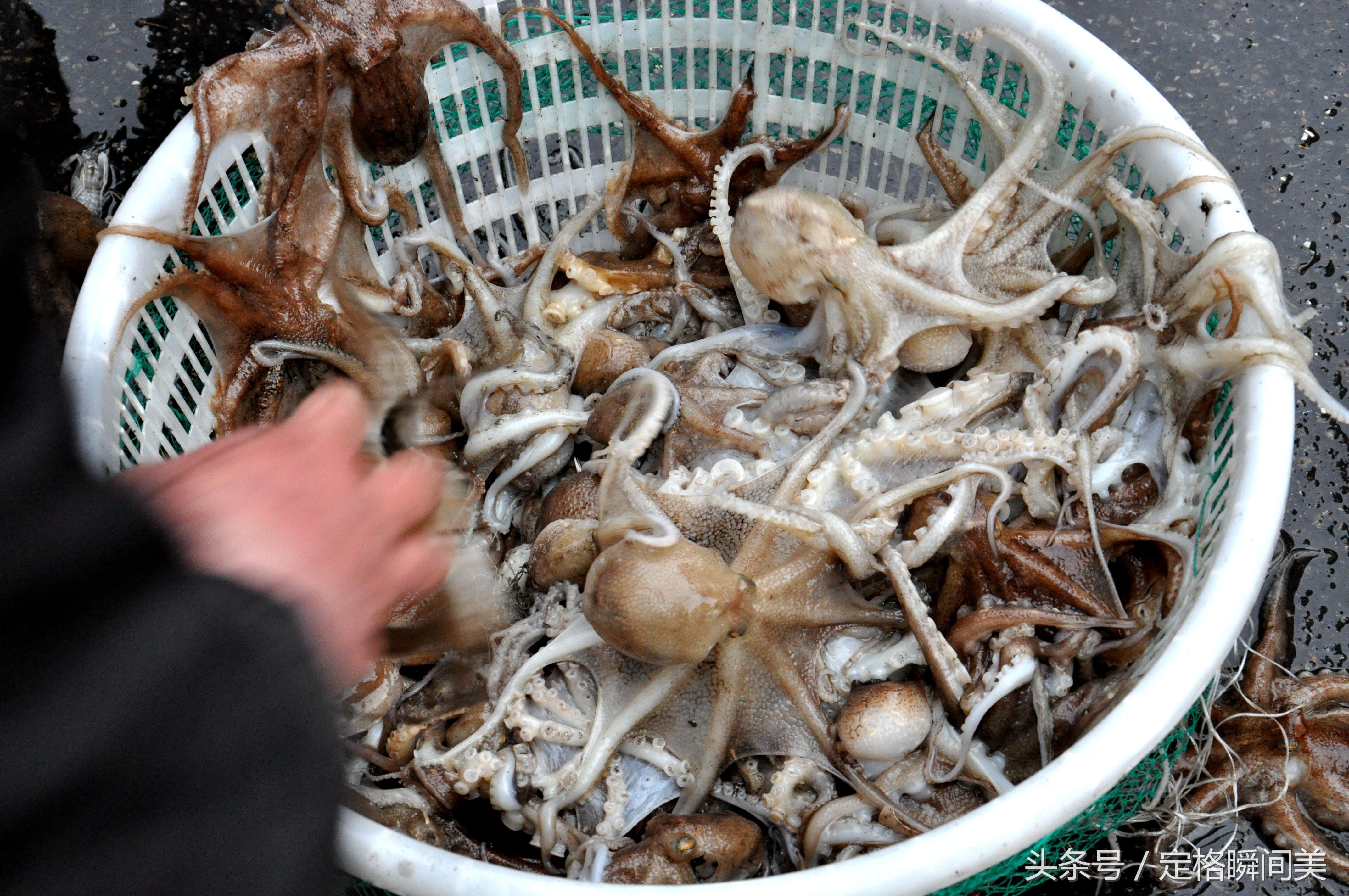 青岛四月吃海鲜 八带鮹肥硕正当时38一斤 大妈捡漏30一斤带籽