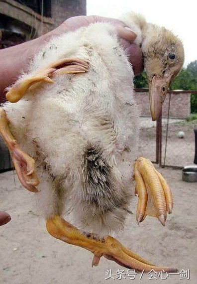 日本核泄漏 人去楼空动物遭殃 吃货:这么大的生