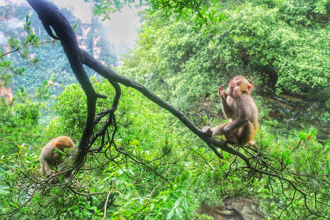 张家界自助游旅游攻略:必备物品,防骗注意事项