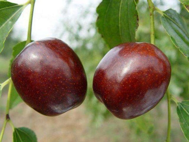 原知胃解读河北红枣之《唐县大枣\/赞皇大枣\/阜