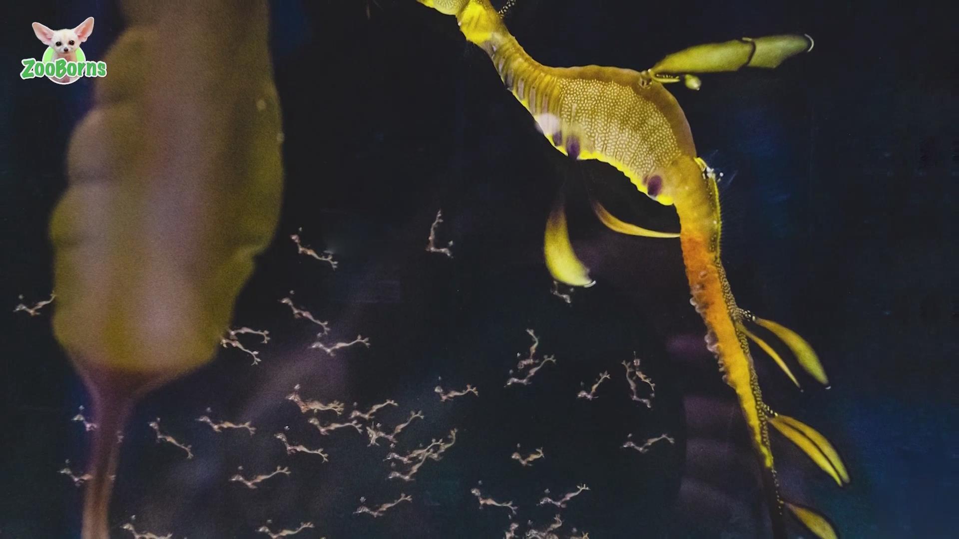 美国加州一水族馆成功孵化70多条小海龙 美国加州一水族馆成功孵化70多条小海龙