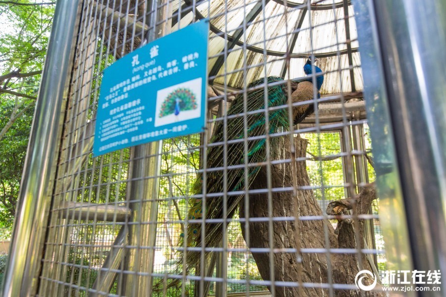 杭州一小区圈养孔雀 深夜叫声扰民
