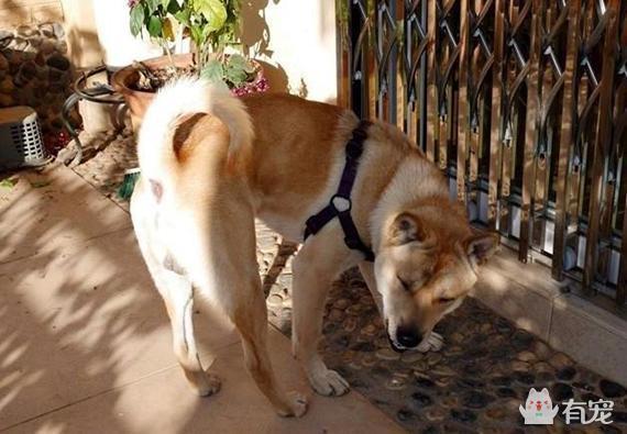 中华田园犬和品种犬之间 是你你会选哪个?