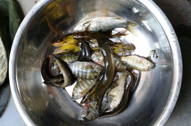 高山水库钓鱼, 钓上一公斤钢鳅王, 五百卖出