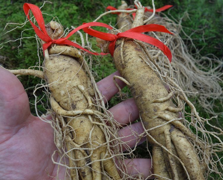 为什么说挖人参必须绑红绳,否则人参就会跑掉