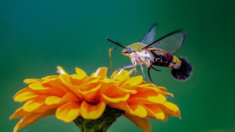 飞蛾授粉效率高于蜜蜂 飞蛾授粉效率高于蜜蜂